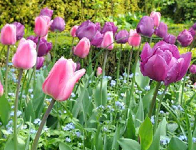 Tulipa Early Glory,Tulip 'Early Glory', Triumph Tulip 'Early Glory', Triumph Tulips, Spring Bulbs, Spring Flowers, Tulipe Early Glory, Pink Tulips, Tulipes Triomphe, Mid spring tulips