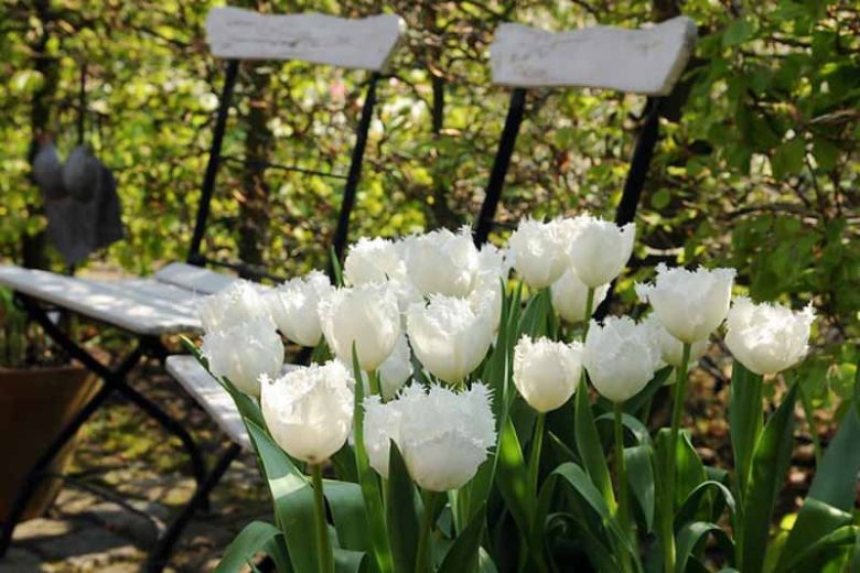 Tulipa Swan Wings, Tulip 'Swan Wings', Fringed Tulip 'Swan Wings', Fringed Tulips, Spring Bulbs, Spring Flowers, Tulipe Swan Wings, White tulips, Tulipes Dentelle