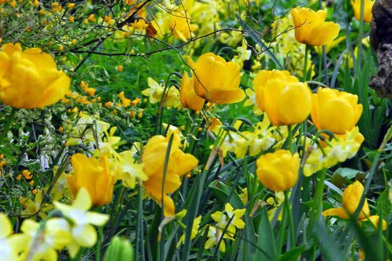Narcissus Pipit, Daffodil 'Pipit', Jonquil 'Pipit', Jonquil Daffodils, Jonquilla Daffodils, Spring Bulbs, Spring Flowers, spring flowering bulbs