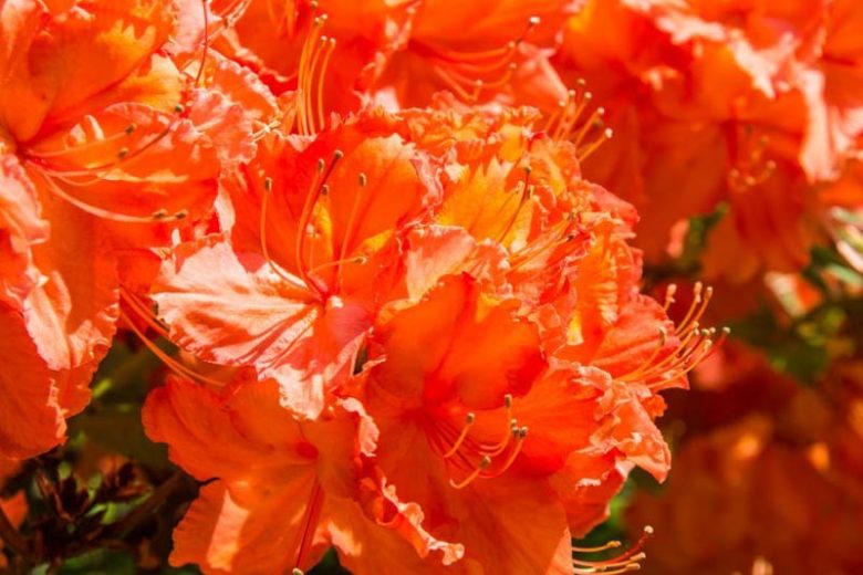Rhododendron 'Gibraltar', 'Gibraltar' Rhododendron, 'Gibraltar' Azalea, Deciduous Azalea, Midseason Azalea, Knap Hill Azaleas, Exbury Azaleas, Orange Azalea, Orange Rhododendron, Orange Flowering Shrub