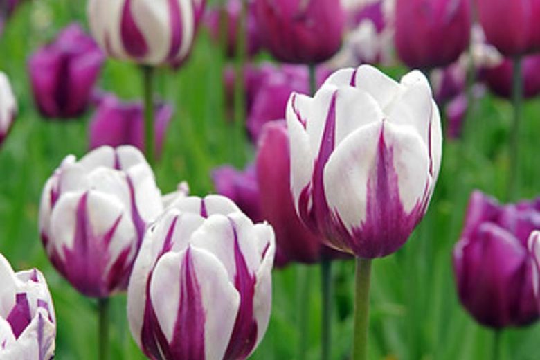 Tulipa Rem's Favorite, Tulip 'Rem's Favorite', Triumph Tulip 'Rem's Favorite', Tulip 'Rem's Favourite', Triumph Tulip 'Rem's Favourite',  Triumph Tulips, Spring Bulbs, Spring Flowers, Purple Tulips, Bicolor Tulip, Whit