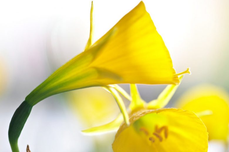 Narcissus Bulbocodium