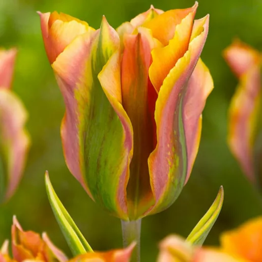 Tulipa 'Green River', Tulip 'Green River', Viridiflora Tulip 'Green River', Viridiflora Tulips, Spring Bulbs, Spring Flowers, Orange tulips, late spring tulip, late season tulip