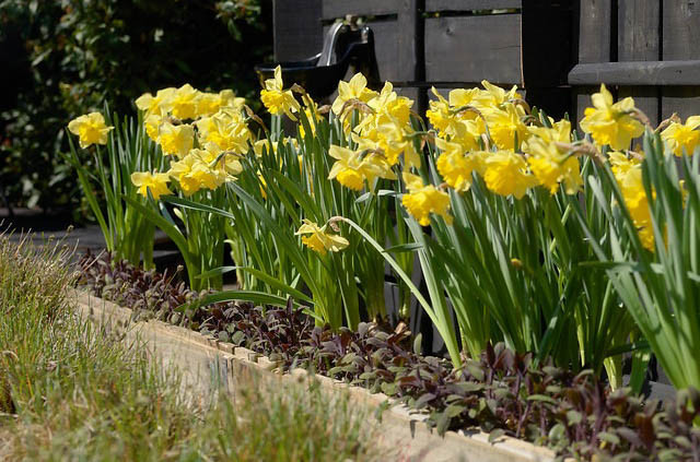 Narcissus Dutch master, Daffodil 'Dutch Master', Trumpet Daffodil 'Dutch Master', Trumpet Daffodil, Spring Bulbs, Spring Flowers, Trumpet Narcissus group, yellow flowers, spring flowering bulbs, award-winning daffodil