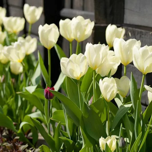 Tulipa 'Maureen', Tulip 'Maureen', Single Late Tulip 'Maureen', Single Late Tulips, Spring Bulbs, Spring Flowers, White tulips, Tulipes Simples Tardives