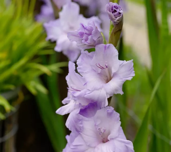 Sword Lily 'Milka', Gladiola 'Milka', Gladioli Milka, glaieul Milka, lavender Glad, purple Sword Lily