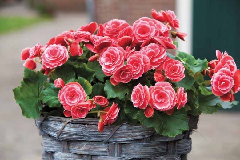 Begonia 'Picotee Lace Red', Picotee Lace Red Begonia, Tuberhybrida Begonia 'Picotee Lace Red', Amerihybrid Tuberous Begonias Lace Red, Laced Tuberous Begonia, shade loving plants, summer flower bulbs, shade plants, Shade flowers, Apricot f