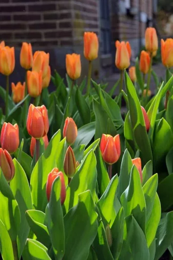 Tulipa 'Generaal De Wet', Tulipa 'General De Wet', Tulip 'Generaal De Wet', Single Early Tulip 'Generaal De Wet', Tulip 'General De Wet', Single Early Tulip 'General De Wet',Single Early Tulips, Spring Bulbs, Spring Flowers, Orange Tulip, Apricot Tulip