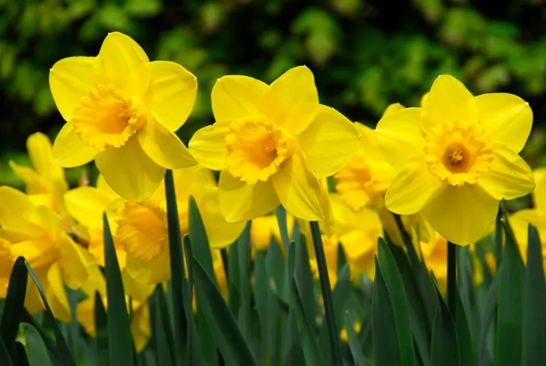 Tulip 'Apeldoorn', Narcissus 'Carlton'