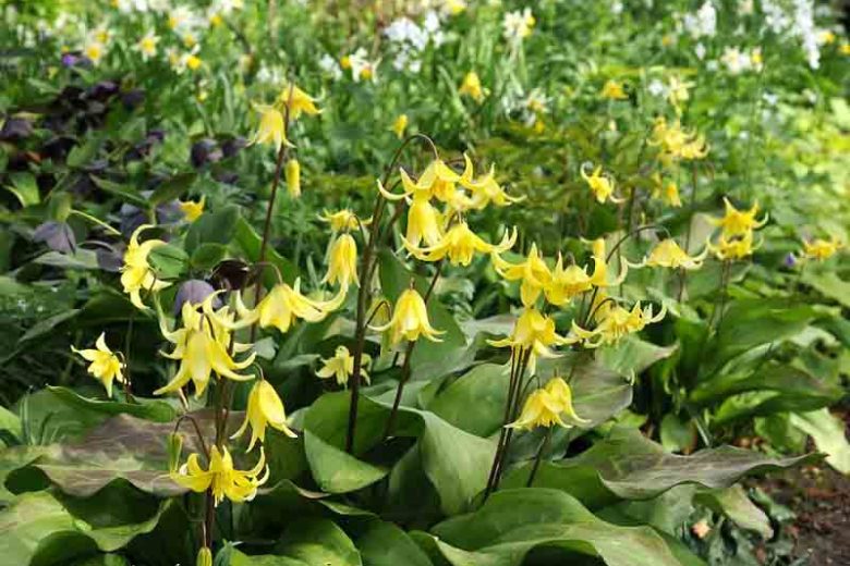 Erythronium 'Pagoda',Dog's Tooth Violet 'Pagoda', Trout Lily, Glacier Lily, Erythronium tuolumnense 'Pagoda', Yellow flowers, perennials for shade