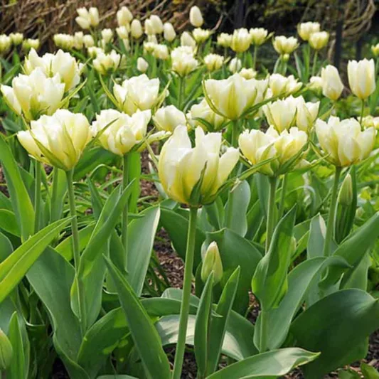 Tulipa Exotic Emperor, Tulip 'Exotic Emperor', Fosteriana Tulip 'Exotic Emperor', Fosteriana Tulips, Spring Bulbs, Spring Flowers, Tulipe Exotic Emperor, White Tulipe, Tulipes Fosteriana