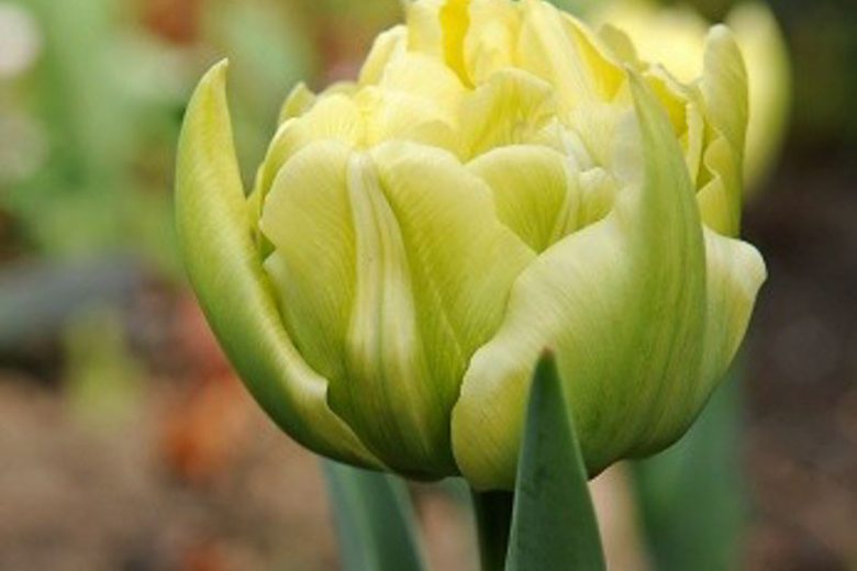 Tulipa ''Verona',Tulip 'Verona', Double Early Tulip 'Verona', Double Early Tulips, Spring Bulbs, Spring Flowers,Tulipe Verona, Double White Tulip, White Tulip, Double Yellow Tulip, Yellow Tulip
