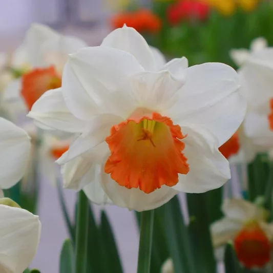 Narcissus Pink Charm, Daffodil 'Pink Charm', Large-Cupped Daffodil 'Pink Charm', Large-Cupped Daffodils, Spring Bulbs, Spring Flowers, Narcisse Pink Charm, Large-cupped Daffodil, Narcisse grande couronne, early spring daffodil, mid spring daffodil