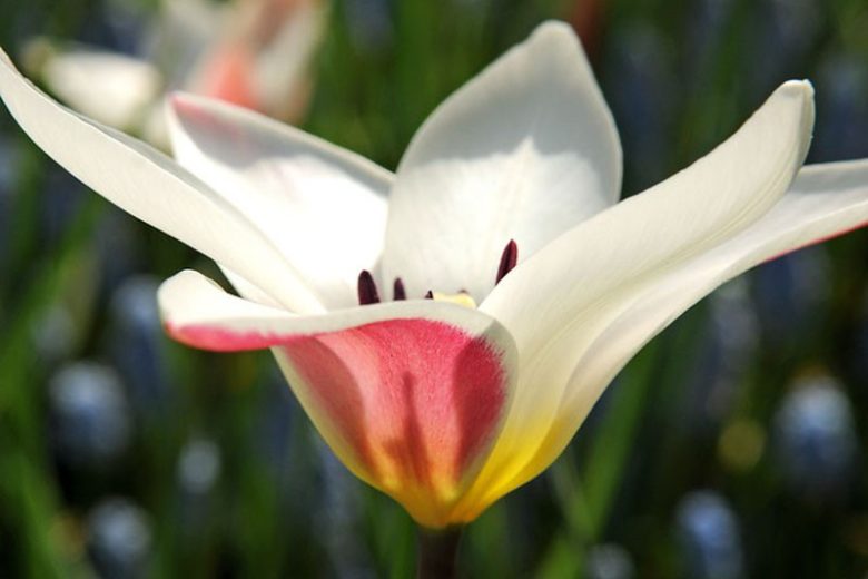 Tulipa Clusiana 'Lady Jane', Tulip 'Lady Jane', Lady Tulip 'Lady Jane', MIscellaneous Tulip 'Lady Jane', Botanical Tulips, Tulip Species, Rock Garden Tulips, Wild Tulips, Candle Stick Tulips, Mid spring tulip, bicolored tulip