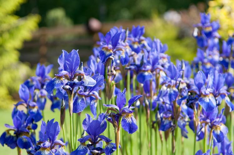 Siberian Iris, Iris sibirica