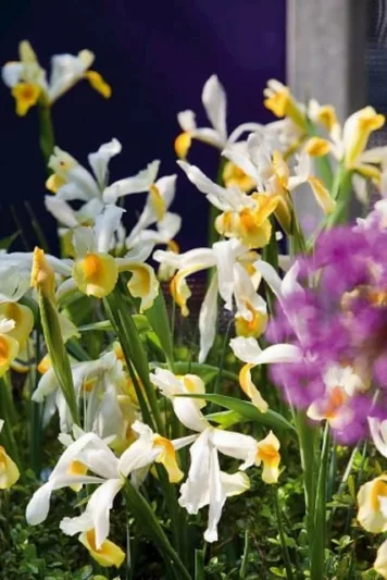 Iris Hollandica, Dutch Iris, Mid spring blooms, Late spring blooms, Iris Apollo, White Iris