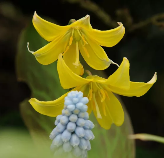 Erythronium 'Kondo' (Dog Tooth Violet)