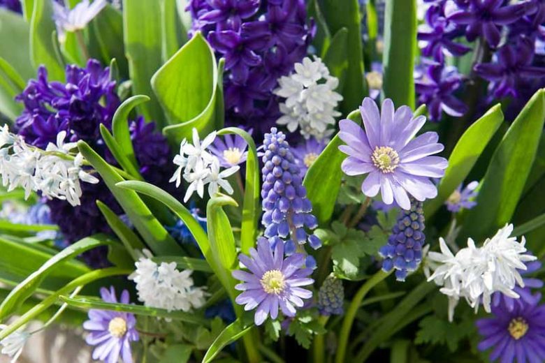 Hyacinth Peter Stuyvesant, Hyacinth 'Peter Stuyvesant', Dutch Hyacinth, Hyacinthus Orientalis, Common Hyacinth, Spring Bulbs, Spring Flowers, blue hyacinth, blue flowers