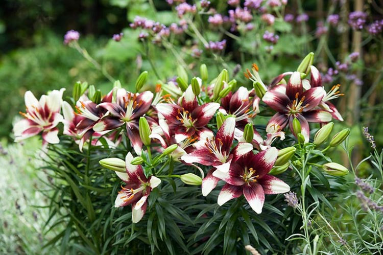 Lilium 'Push Off'', Lily 'Push Off', Asiatic Lily 'Push Off', Tango Lily 'Push Off', Asiatic Hybrids, Asiatic Lilies, Bicolor Lilies, Fragrant lilies, Lily flower, Lily Flower