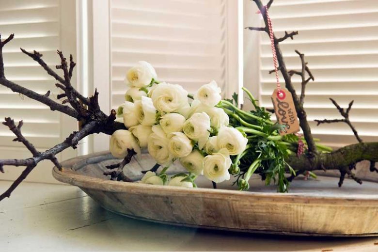 Persian buttercup Elegance White, Ranunculus Asiaticus Elegance White, Turban Buttercup Elegance White, Persian Crowfoot Elegance White, spring flowering bulb, fall flowering bulb, White flowers, White Ranunculus