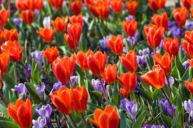Tulipa Early Harvest,Tulipe Early Harvest, Tulip 'Early Harvest', Kaufmanniana Tulip 'Early Harvest', Waterlily Tulip 'Early Harvest', Kaufmanniana Tulips, Spring Bulbs, Spring Flowers, Orange Tulip
