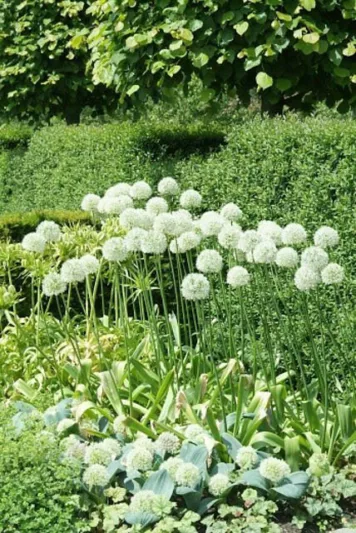 Allium 'Mont Blanc', White Allium , Ornamental Onion 'Mont Blanc', Spring Bulbs, Spring Flowers, Late Spring Bloom, Early Summer Bloom