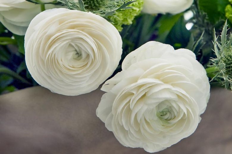 Persian buttercup Elegance White, Ranunculus Asiaticus Elegance White, Turban Buttercup Elegance White, Persian Crowfoot Elegance White, spring flowering bulb, fall flowering bulb, White flowers, White Ranunculus