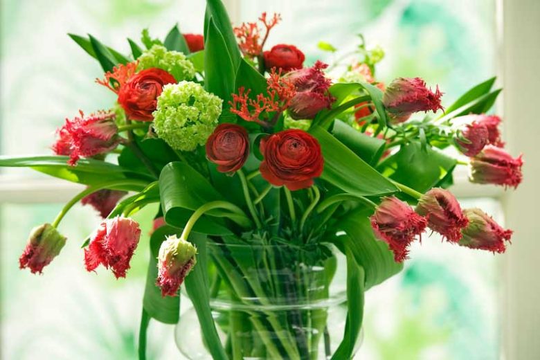 Persian buttercup Elegance Red, Ranunculus Asiaticus Elegance Red, Turban Buttercup Elegance Red, Persian Crowfoot Elegance White, spring flowering bulb, fall flowering bulb, Red flowers, Red Ranunculus