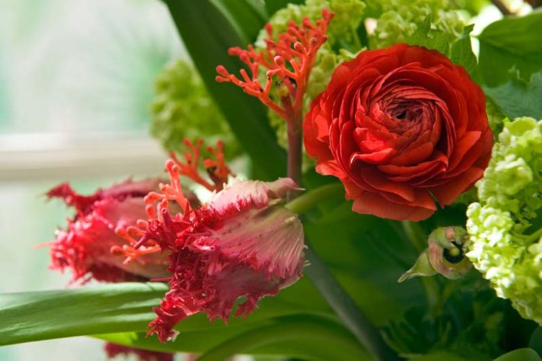 Persian buttercup Elegance Red, Ranunculus Asiaticus Elegance Red, Turban Buttercup Elegance Red, Persian Crowfoot Elegance White, spring flowering bulb, fall flowering bulb, Red flowers, Red Ranunculus