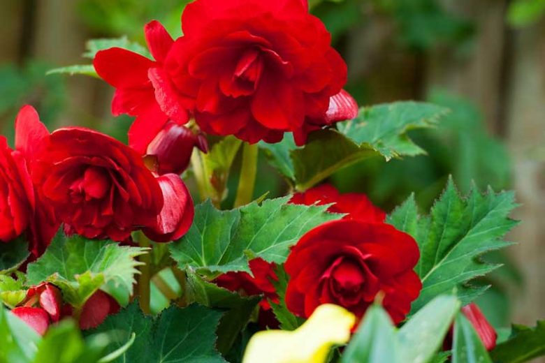 Begonia 'Roseform Red', Tuberhybrida Begonia 'Roseform Red', Double Begonias, Tuberous Begonias, Red Begonias, shade loving plants, summer flower bulbs, shade plants, Shade flowers