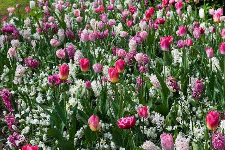 Hyacinthus Orientalis 'Pink Pearl', Hyacinth 'Pink Pearl', Dutch Hyacinth, Hyacinthus Orientalis, Common Hyacinth, Spring Bulbs, Spring Flowers, pink hyacinth, pink flower