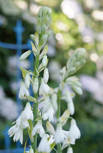 Galtonia Candicans, Summer Hyacinth,Spire Lily, Berg Lily,Summer bulbs,White flowers, Ornithogalum Candicans