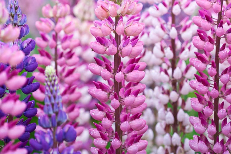 Lupinus, Lupine, Lupin, Band of Noble Series, Russel Hybrids, Bicolor flowers, Lupine Varieties, Lupine seeds, Perennial Lupines