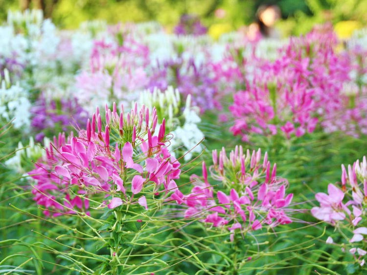 Cleome / Spider Flowers