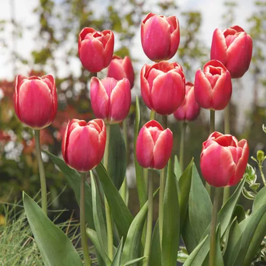 Tulipa 'Kung Fu',Tulip 'Kung Fu', Triumph Tulip 'Kung Fu', Triumph Tulips, Spring Bulbs, Spring Flowers, Red Tulip, Bicolor Tulip