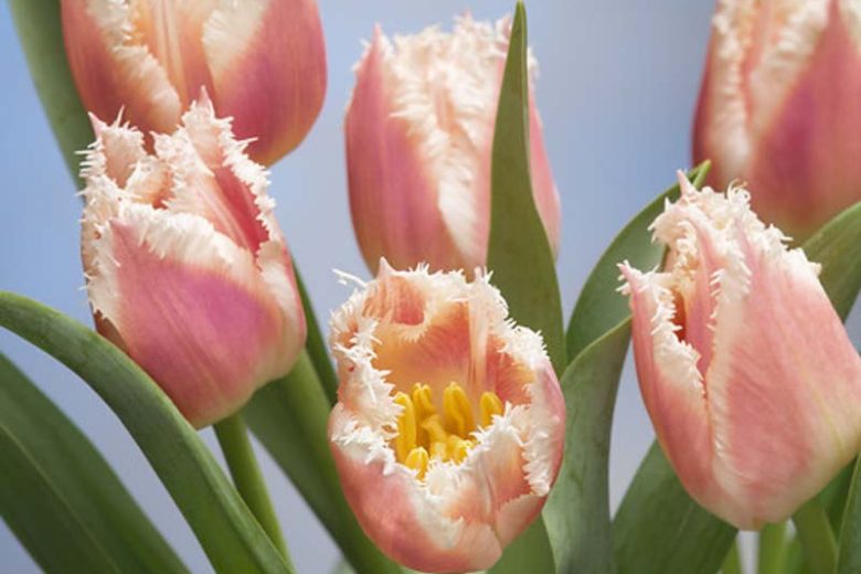 Tulipa 'Bell Song', Tulip 'Bell Song', Fringed Tulip 'Bell Song', Fringed Tulips, Spring Bulbs, Spring Flowers, pink Tulips, Tulipes Dentelle