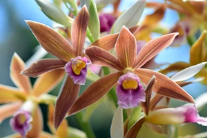 Phaius, Easy to grow Orchids