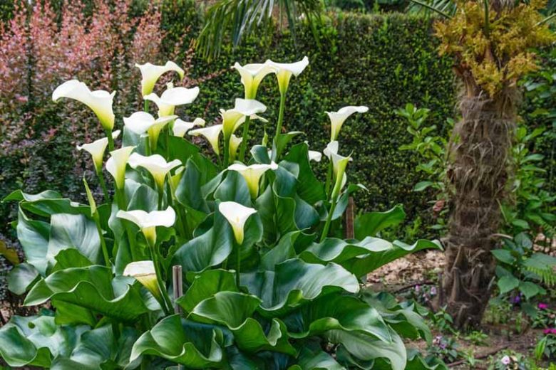 Zantedeschia aethiopica, Calla Lily, Arum Lily, African Lily, Altar Lily, Egyptian Lily, Lily of the Nile, Richardia, Trumpet Lily, White Arum Lily, White calla lilies, White flowers