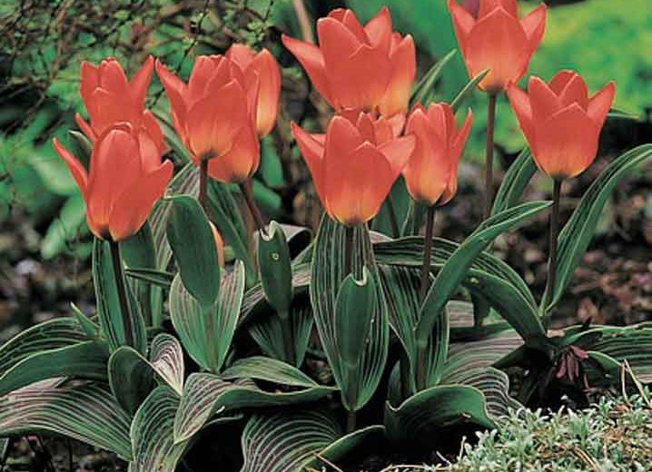 Tulipa Sweet Lady,Tulip 'Sweet Lady', Greigii Tulip 'Red Sweet Lady', Greigii Tulips, Spring Bulbs, Spring Flowers, Tulipe Sweet Lady,Greigii Tulips, Tulipes Greigii, Pink tulips, Apricot Tulips, Orange Tulips