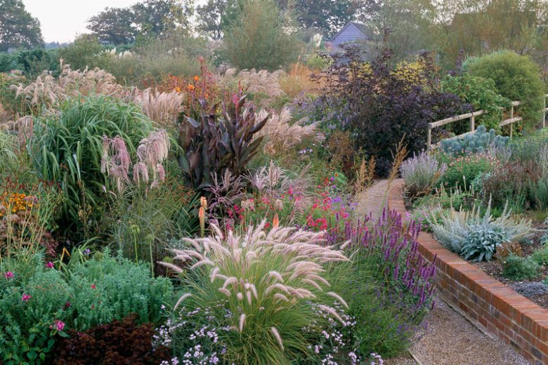 Pennisetum Setaceum, Purple Fountain Grass, African Fountain Grass, Fountain Grass, Ruby Grass, Pennisetum rueppellii