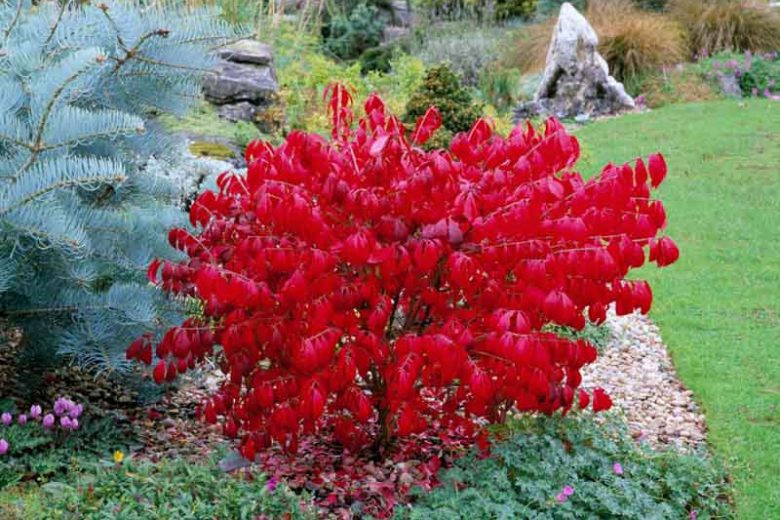 Euonymus alatus 'Compactus', Compact Burning Bush, Compact Winged Spindle Tree, Compact Winged Euonymus, Compact Winged Burning Bush, Euonymus alatus 'Compacta', shrubs, fall color, shrub with berries, red leaves