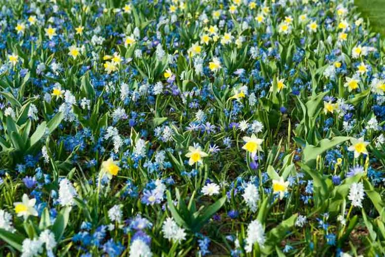 Scilla Siberica Spring Beauty, Siberian Squill Spring Beauty, Spring Bulbs, Early spring flowers, Blue flowers, Blue Siberian Squill
