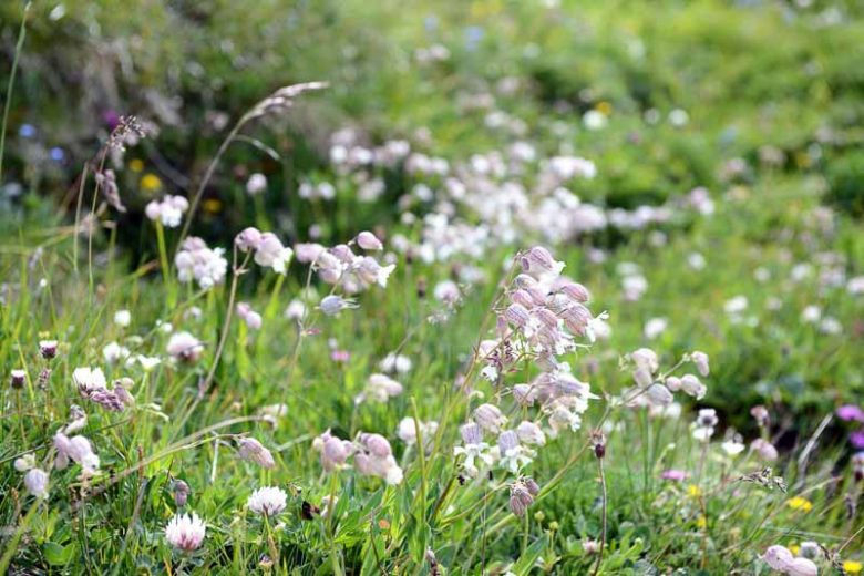 Silene vulgaris, Bladder Campion, Common Bladder Catchfly, Cowbell, Maiden's Tears, White flowers, Drought tolerant plants
