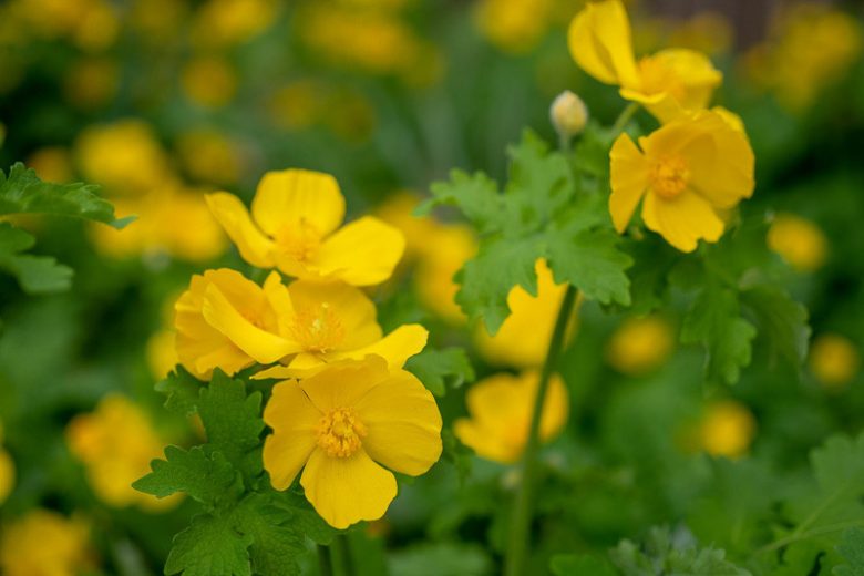 Stylophorum diphyllum, Celandine Poppy, Yellow Wood Poppy, Yellow Flowers, Yellow Perennials