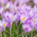 Crocus, Giant Dutch Crocus, Crocus Siberi, Crocus Flavus, Crocus Luteus, Crocus Vernus, Crocus Tommasinianus, Botanical Crocus, Crocus Remembrance,Crocus  Jeanne d'Arc, Crocus Flower Record, Crocus Pickwick, Crocus Grand Maitre