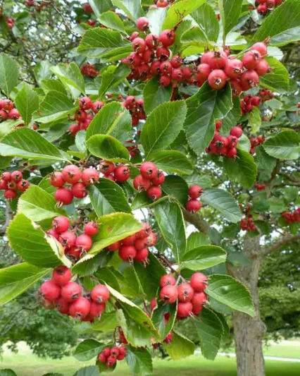 Crataegus crus-galli, Cockspur Hawthorn, Cockspur Thorn, Red fruit, red berries, Winter fruits, White flowers,
