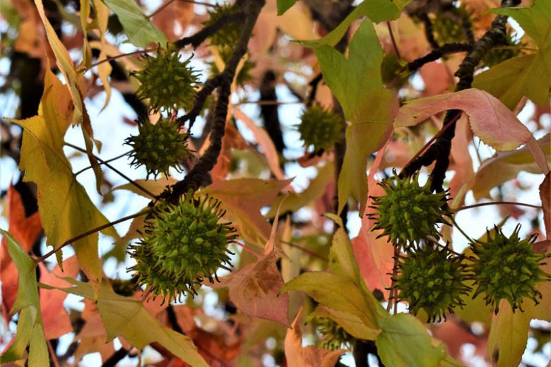 Platanus occidentalis, American Sycamore, Eastern Sycamore, American Plane Tree, Plane Tree, Buttonwood, Buttonball Tree, Deciduous Tree, Fall Color