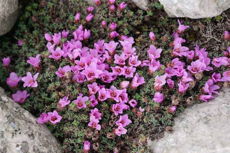 Saxifraga oppositifolia, Purple Mountain Saxifrage, Evergreen Perennial, Evergreen Saxifrage, Rock Garden Plant