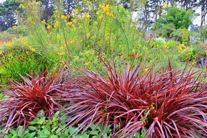 Cordyline, Cordyline australis, Cordyline. fruticosa, Evergreen Shrub, Evergreen Plant, Houseplant
