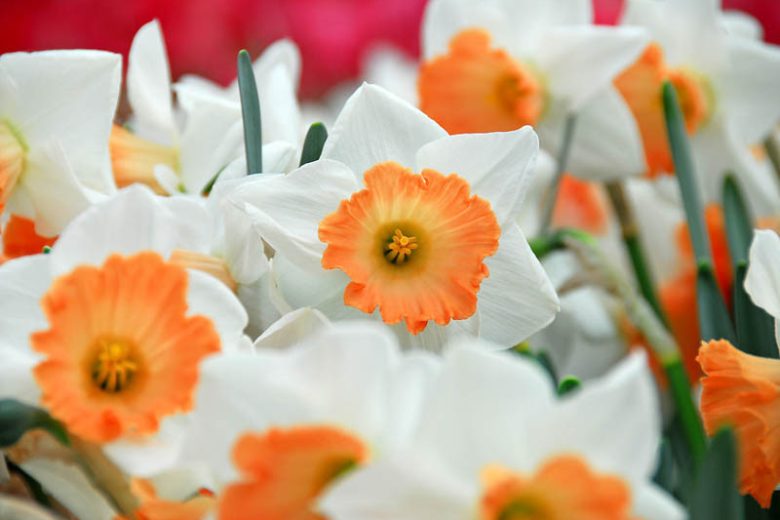 Narcissus Accent,Daffodil 'Accent', Large-Cupped Daffodil 'Accent', Large-Cupped Daffodils, Spring Bulbs, Spring Flowers, Narcisse Accent, Large-cupped Daffodil, Narcisse grande couronne, early spring daffodil, mid spring daffodil